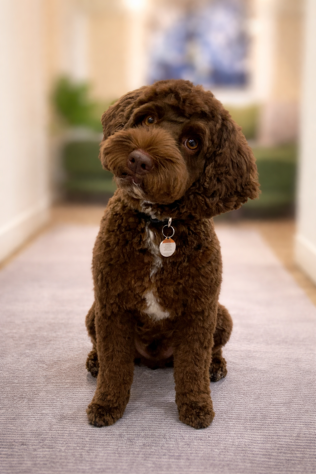 Beautifully groomed chocolate labradoodle portrait at PetVille Spa